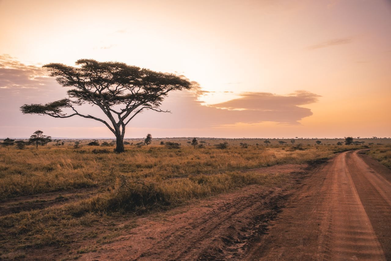 sunset-safari-africa-tour-trip-travel.jpeg