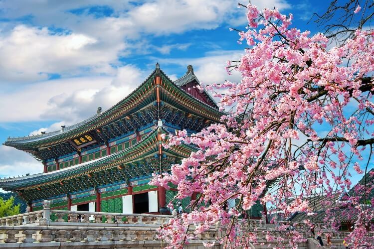 seoul-palaces-cherry-blossoms.jpeg