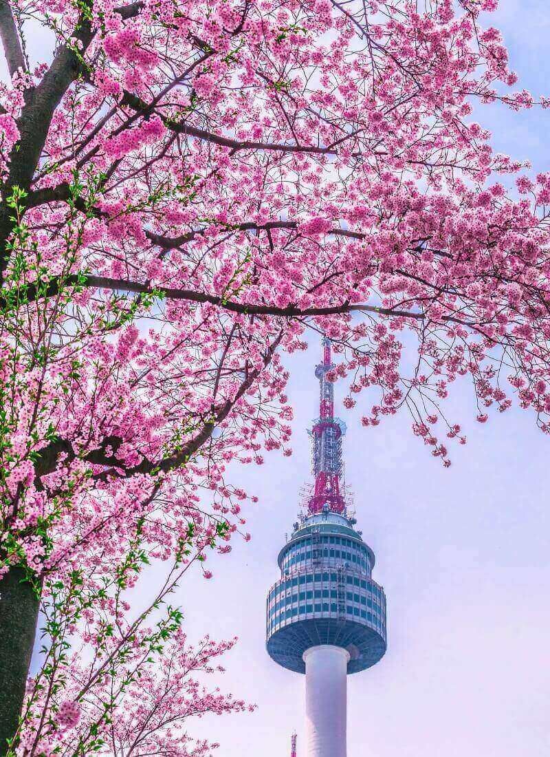 seoul-tower-spring-cherry-blossoms.jpeg