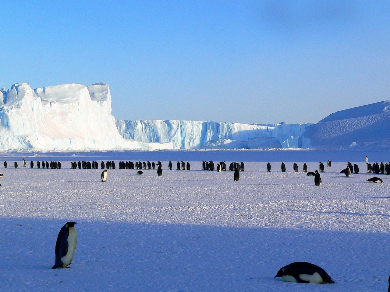 penguins-429136-1920.jpg