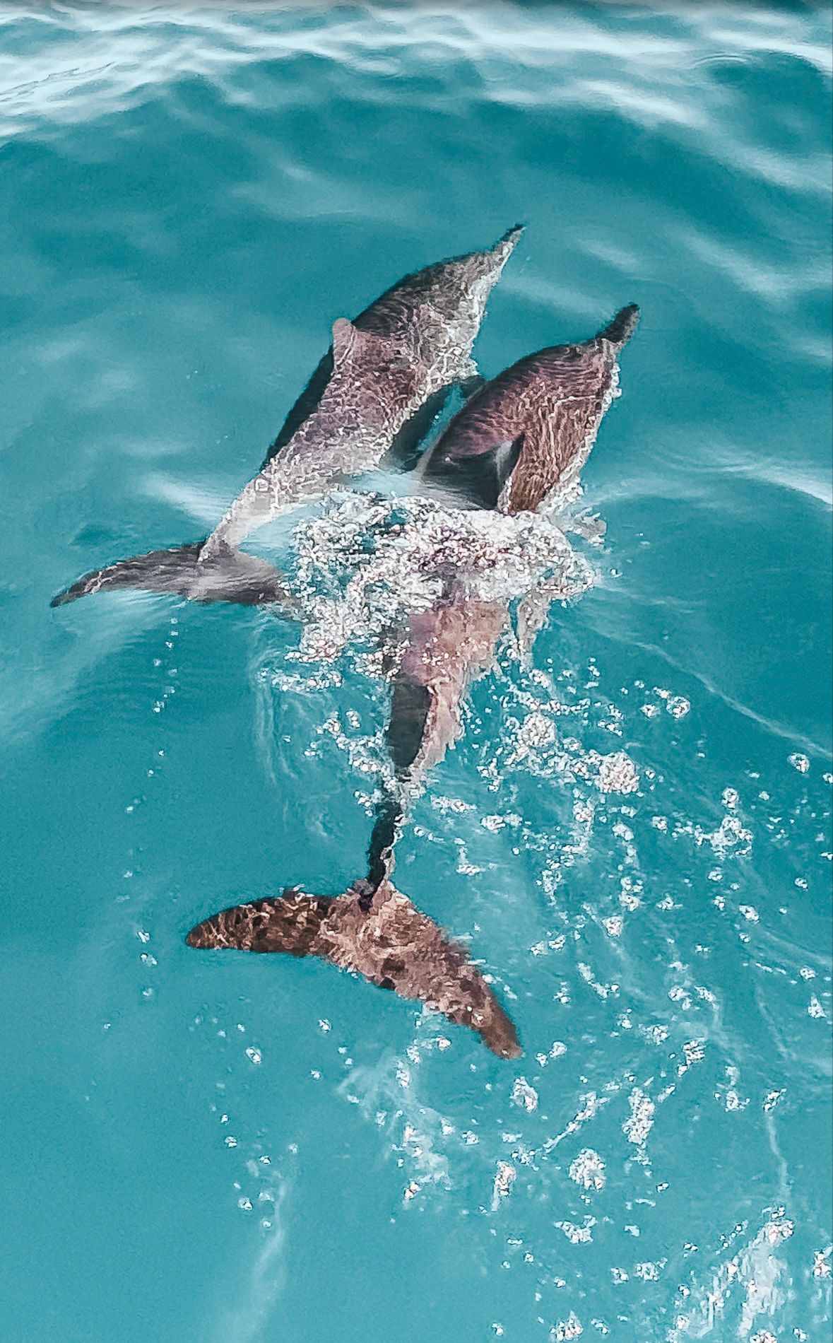 Delfini-1.jpg