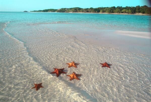 stelle-marine-foto-giorno-8.jpg