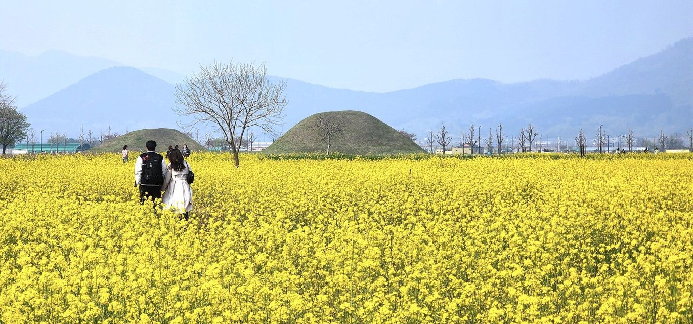 Una coppia si tiene per mano mentre cammina attraverso un grande campo di fiori gialli, con dolci colline erbose e montagne distanti sullo sfondo.