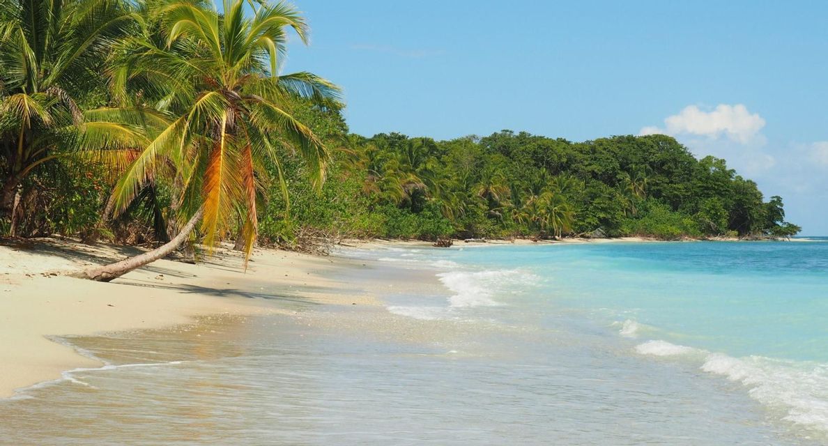 A white sand beach with leaning palm trees, turquoise water, and a lush green forest under a clear blue sky.