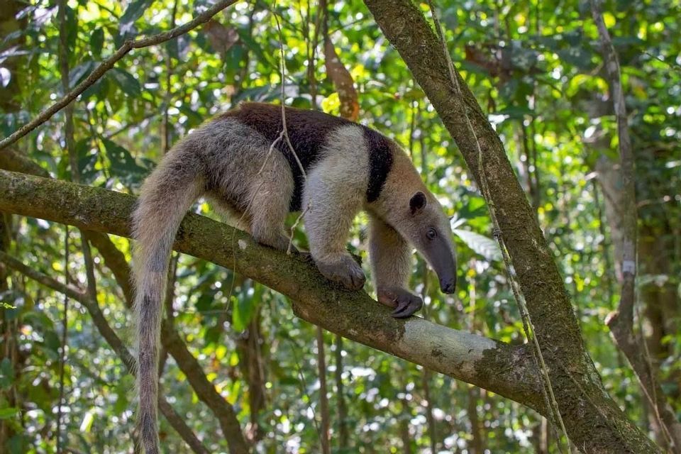 A northern tamandua, also known as a collared anteater, walking on a thick tree branch in a lush green jungle.