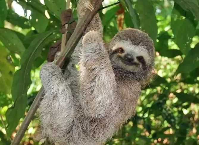 A close-up of a sloth hanging from a tree branch and looking at the camera, with green leaves in the background.