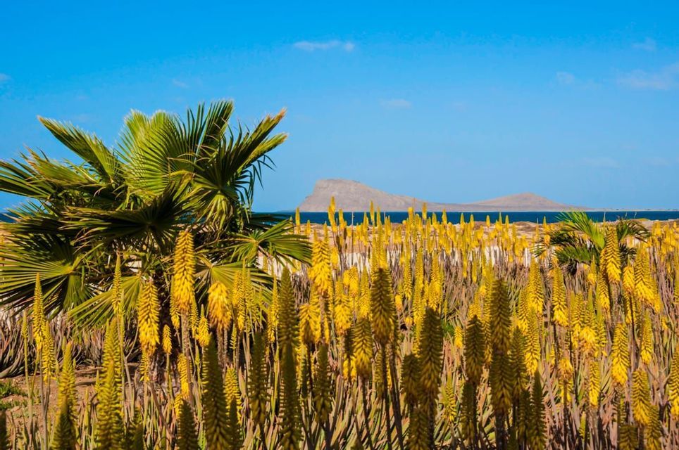 Fiori gialli e una palma su un litorale assolato, con l'oceano blu e un'isola lontana sullo sfondo.