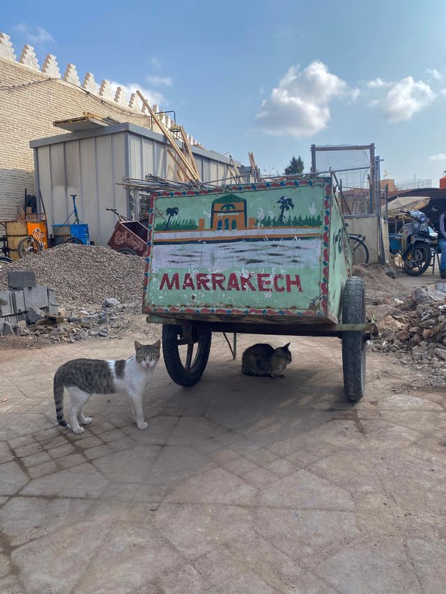 Two cats on a paved street, one standing by a hand-painted green cart while the other rests in its shade.