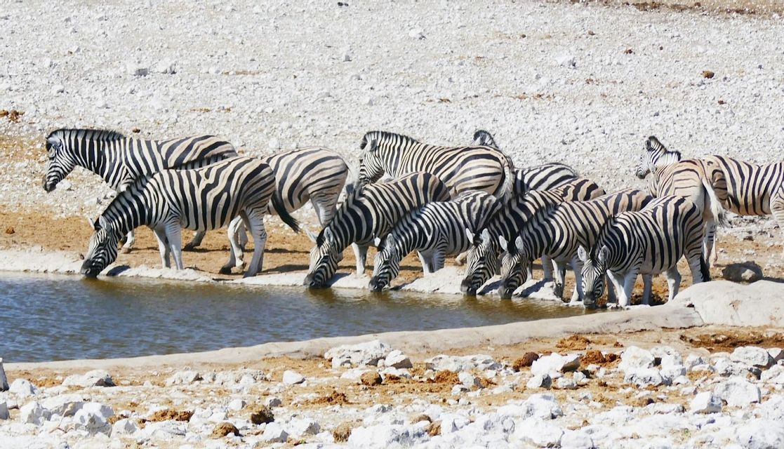 Un branco di zebre si raduna al bordo di una pozza d'acqua per bere in un terreno secco e roccioso.