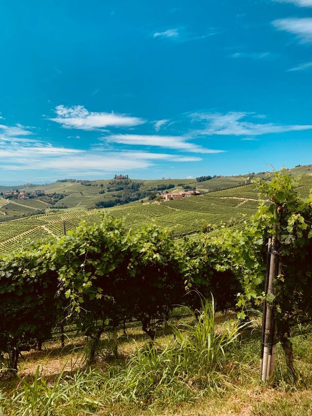 Rigogliosi vigneti verdi si estendono su dolci colline sotto un cielo azzurro brillante con qualche nuvola bianca.