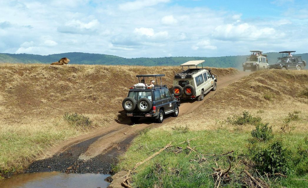 Eine WeRoad-Gruppenreise in Safari-Jeeps fährt einen Feldweg entlang und beobachtet einen männlichen Löwen, der auf einer grasbewachsenen Anhöhe unter bewölktem Himmel ruht.
