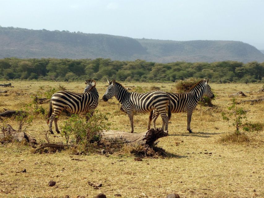 Drei Zebras stehen zusammen in einer trockenen, grasbewachsenen Savanne mit einer Reihe von Bäumen und Hügeln im Hintergrund.