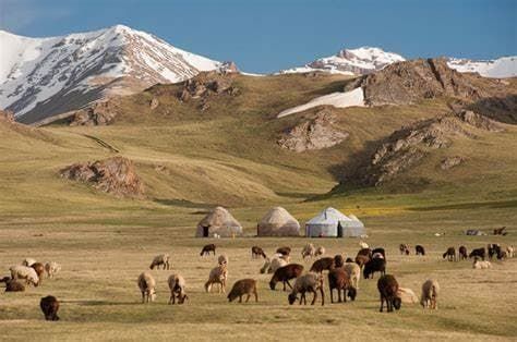 Un troupeau de moutons et de chèvres paissant dans un champ devant des yourtes, avec de grandes montagnes enneigées en arrière-plan.