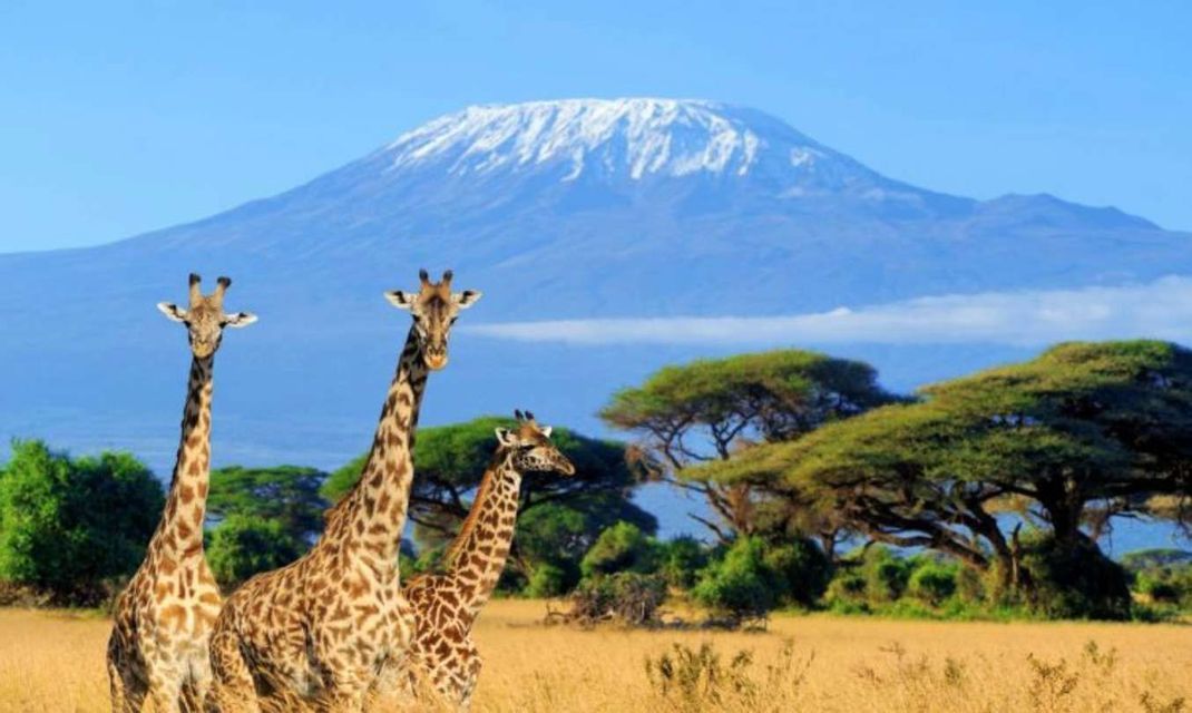 Tres jirafas se encuentran en una sabana herbácea con árboles de acacia, con una montaña nevada bajo un cielo azul claro.