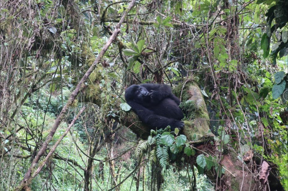 Un gorila duerme acurrucado en una gruesa rama de árbol cubierta de musgo en una selva densa.