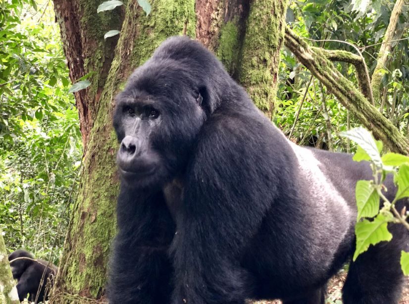 Un gran gorila de espalda plateada se encuentra en una selva exuberante junto a un gran árbol cubierto de musgo.