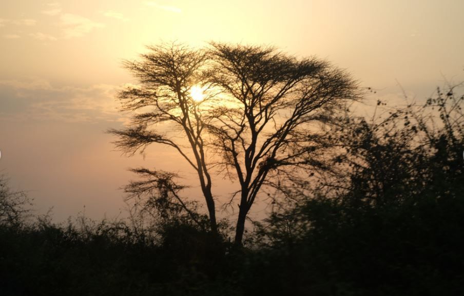 El sol se pone detrás de un gran árbol silueteado con ramas desnudas, creando un brillo cálido en el cielo.