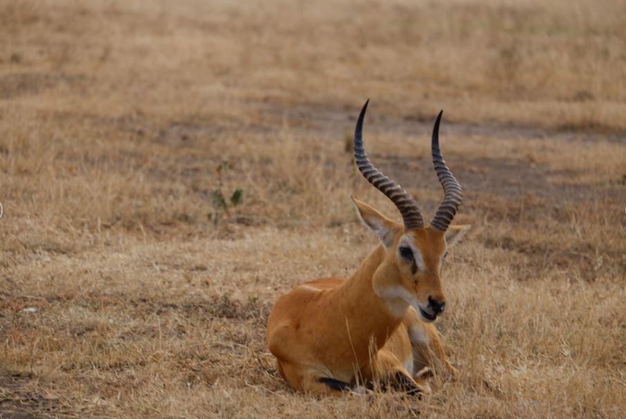 Un'antilope marrone chiaro con lunghe corna rigate si sdraia e riposa in un campo di erba secca e gialla.