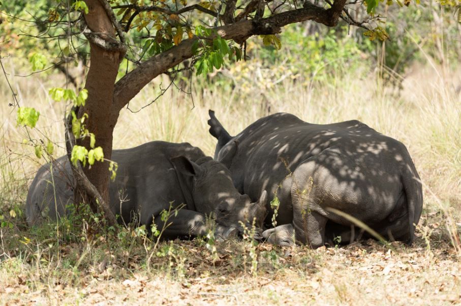 Un rinoceronte adulto e un cucciolo più piccolo riposano insieme all'ombra screziata di un albero.