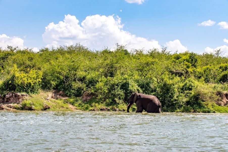 Un elefante está parcialmente sumergido en un río junto a una orilla exuberante y verde bajo un cielo parcialmente nublado.