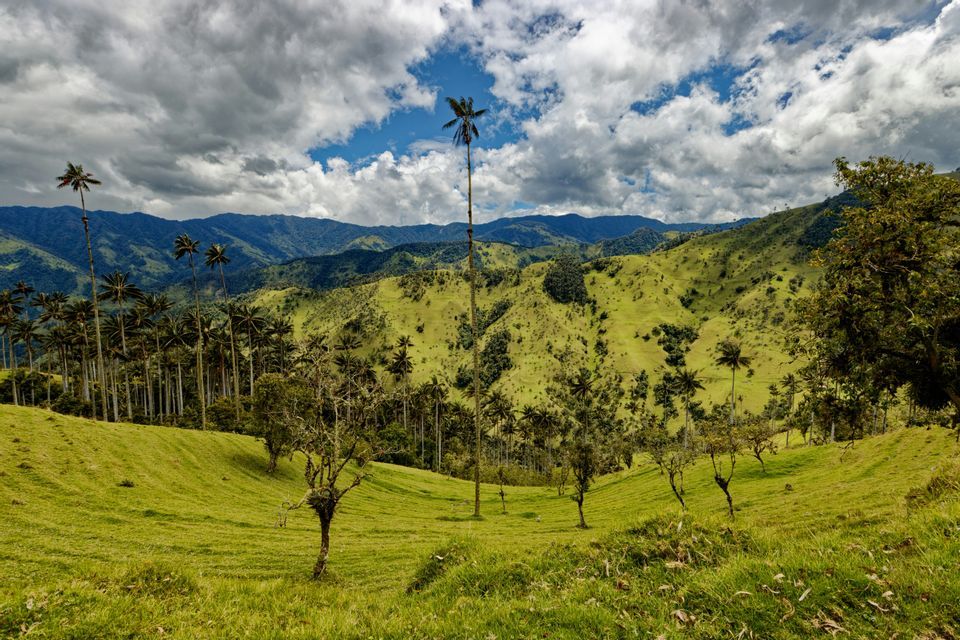 Palmerales altos y esbeltos crecen en colinas verdes y onduladas con una cordillera al fondo bajo un cielo nublado.