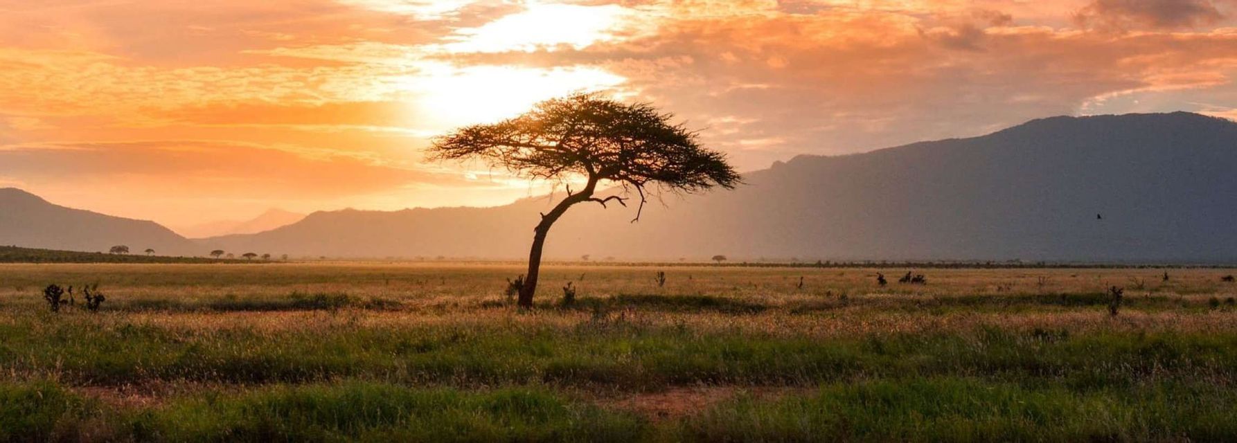 Un árbol de acacia silueteado se alza en una sabana herbácea al atardecer, con montañas en el horizonte.