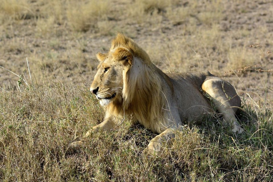 Un lion mâle à la crinière blonde est allongé dans un champ d'herbes hautes et sèches, regardant sur le côté.