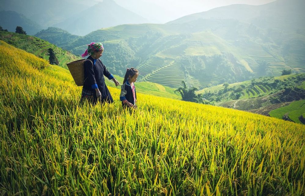 Una donna con un cesto e una bambina camminano attraverso una rigogliosa risaia a terrazze tra le montagne.