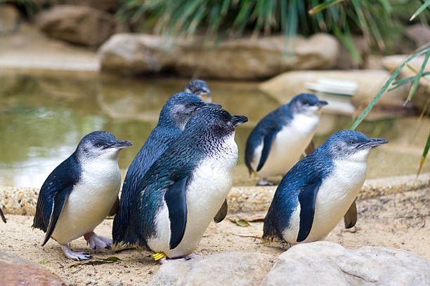 Un piccolo gruppo di pinguini blu si trova su una riva sabbiosa accanto a una pozza d'acqua, con rocce e vegetazione sullo sfondo.