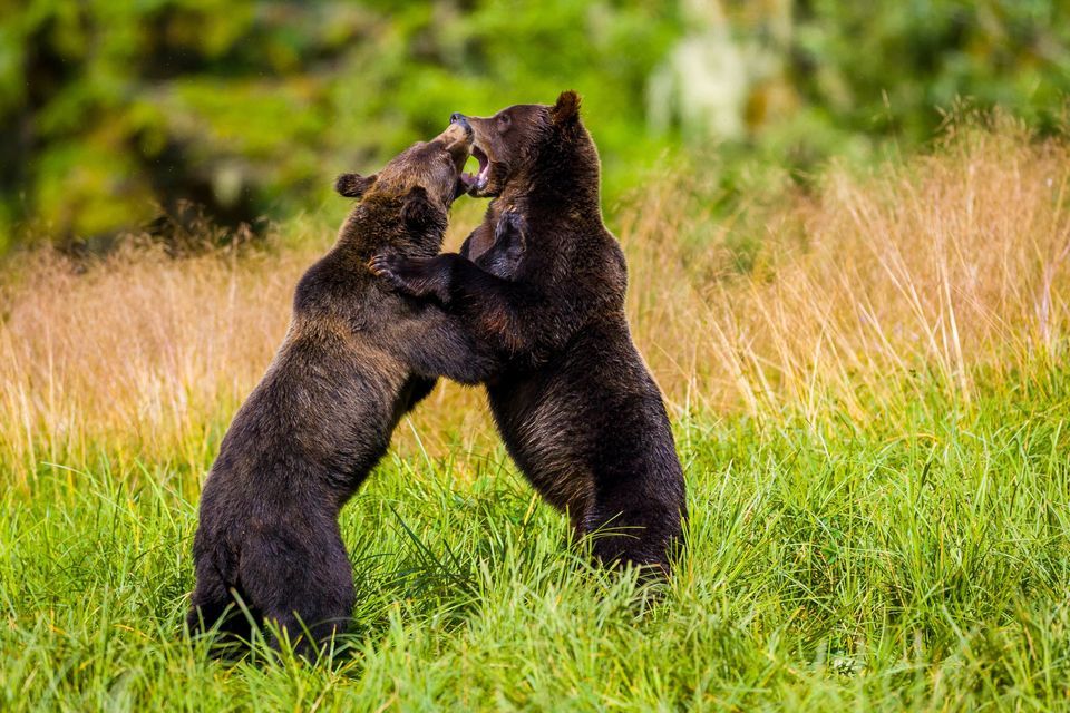 Dos osos pardos se levantan sobre sus patas traseras y simulan una pelea en un campo de hierba alta y verde.