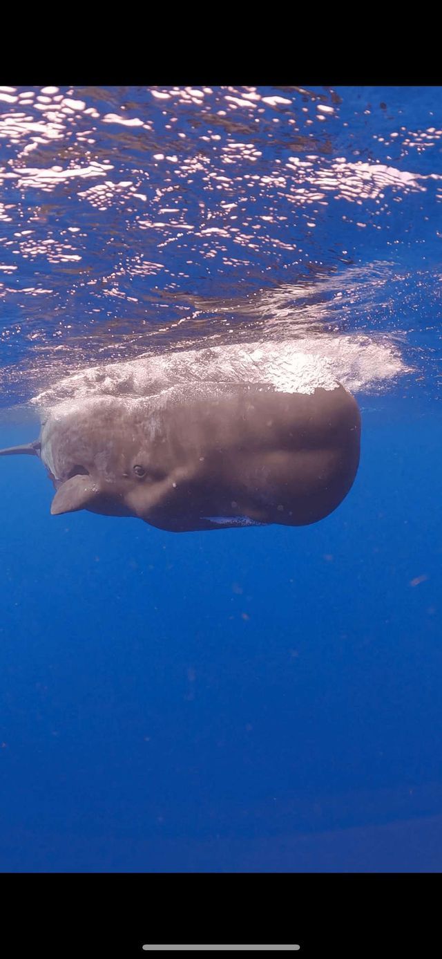 Una vista subacquea di un capodoglio che nuota appena sotto la superficie dell'oceano blu profondo.