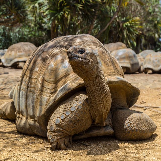 Una tartaruga gigante è seduta su terreno sabbioso con il collo esteso, mentre altre tartarughe e vegetazione verde si intravedono sullo sfondo.
