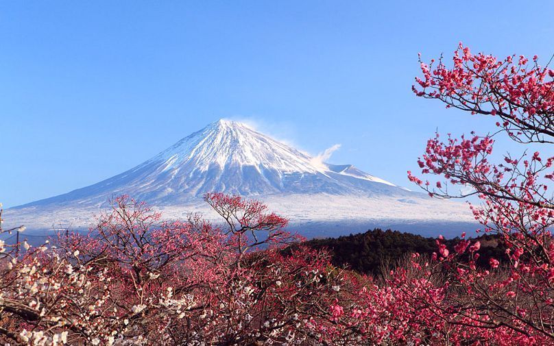 La vetta innevata del Monte Fuji è incorniciata da rami di fiori rosa e bianchi contro un cielo azzurro chiaro.