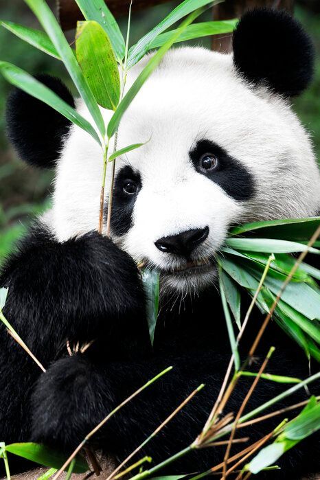Un primo piano di un panda gigante che tiene in mano un gambo di bambù con foglie verdi e ne mangia.