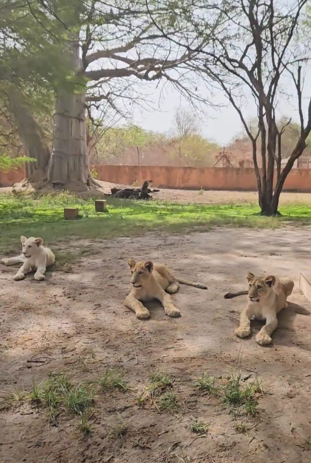 Tres cachorros de león, uno de ellos blanco, descansando en el suelo dentro de un gran recinto con árboles y un muro.