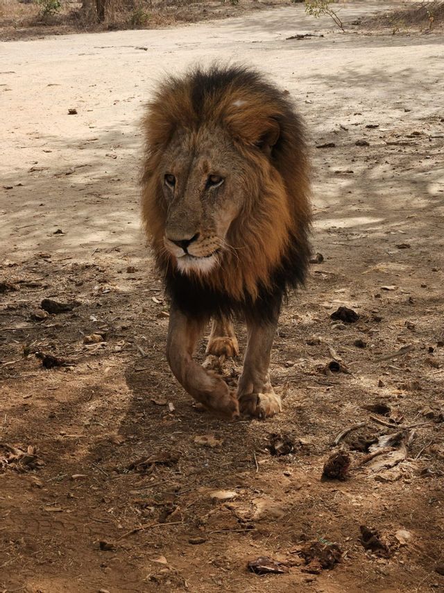 Un león macho con melena oscura camina hacia la cámara en un sendero polvoriento y soleado en la sabana.