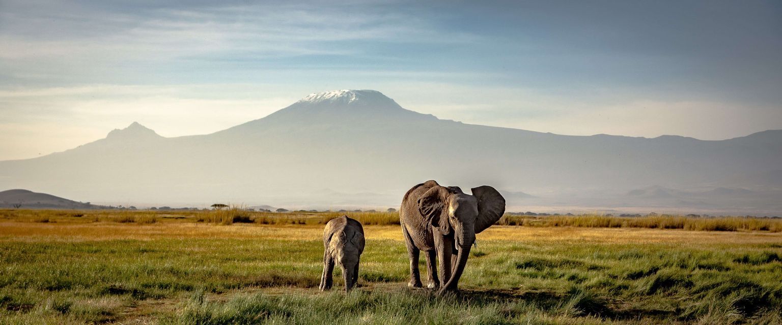 Un éléphant adulte et un éléphanteau traversent une savane herbeuse avec une grande montagne enneigée en arrière-plan.