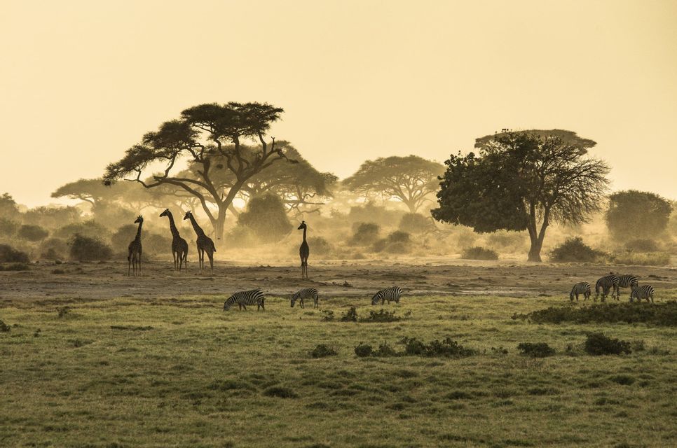 Silhouettes de girafes et de zèbres dans une savane herbeuse parsemée d'acacias, sous un ciel jaune et brumeux.