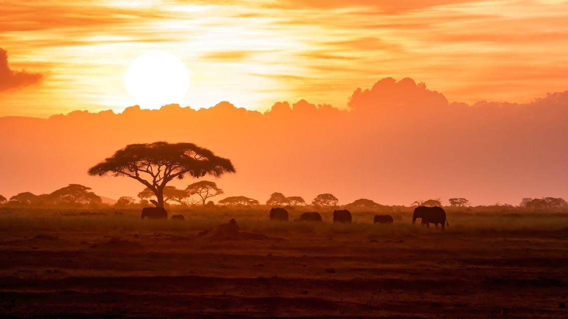 Une harde d'éléphants et des acacias se découpent en silhouette sur la savane, sur fond de coucher de soleil orangé.