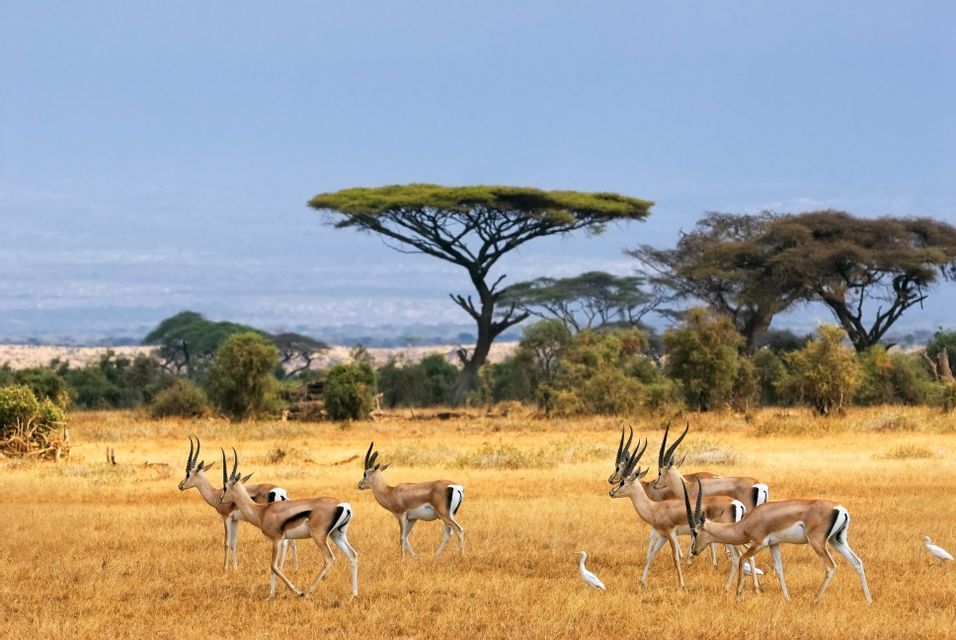 Un troupeau de gazelles aux longues cornes traverse une savane sèche et dorée, parsemée d'acacias, sous un ciel bleu clair.