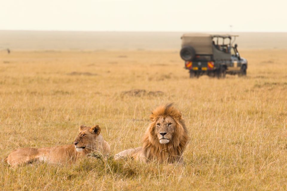 Un lion et une lionne se reposant dans les hautes herbes de la savane avec une jeep de safari en arrière-plan.