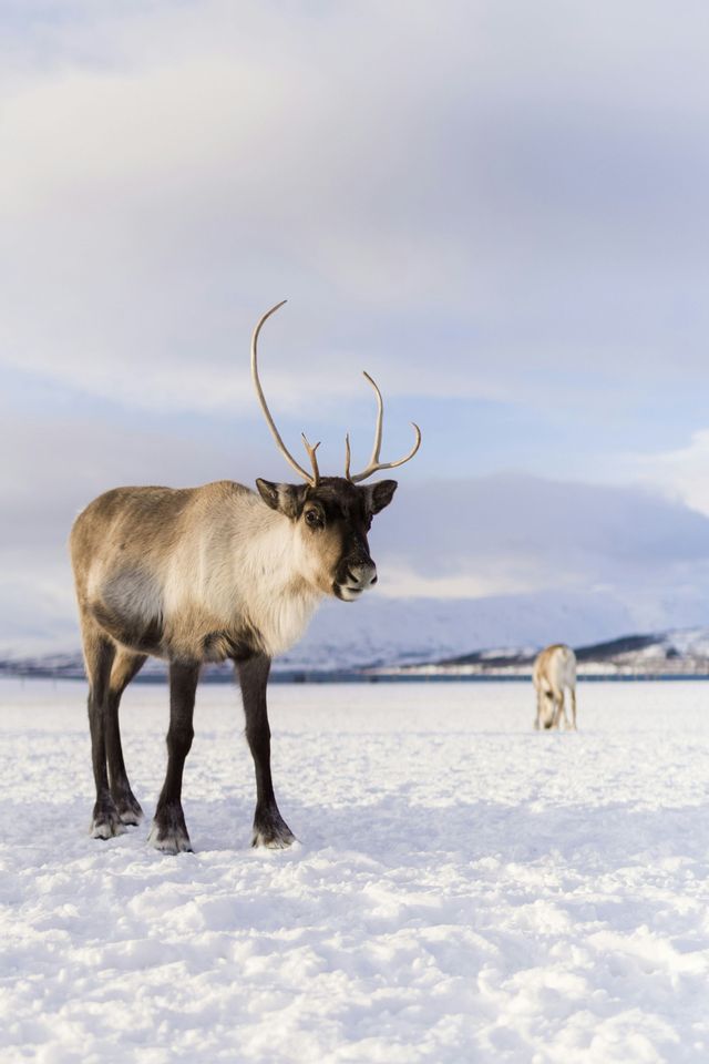 Una renna con grandi palchi si erge nella neve, con un'altra renna e montagne sullo sfondo.