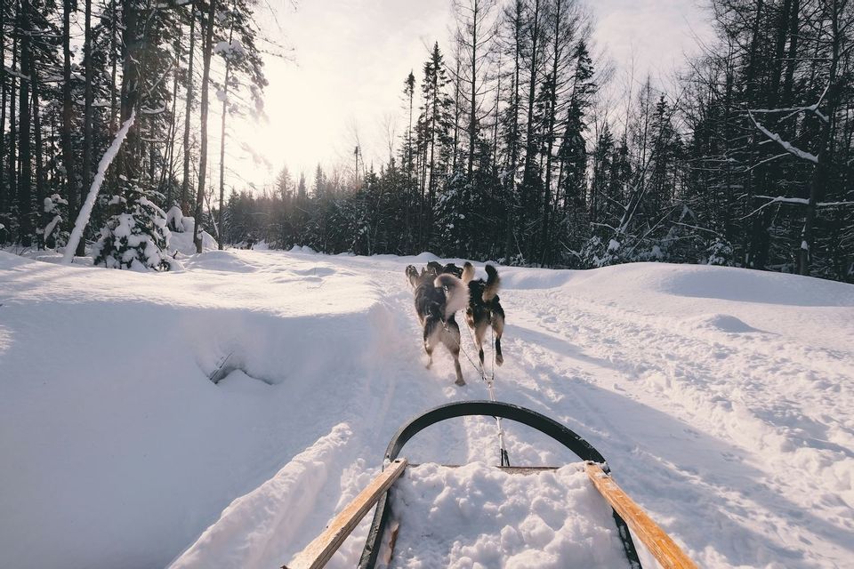 Eine Ansicht aus der Ich-Perspektive von einem Holzschlitten, der von mehreren Hunden durch einen verschneiten Waldweg gezogen wird.