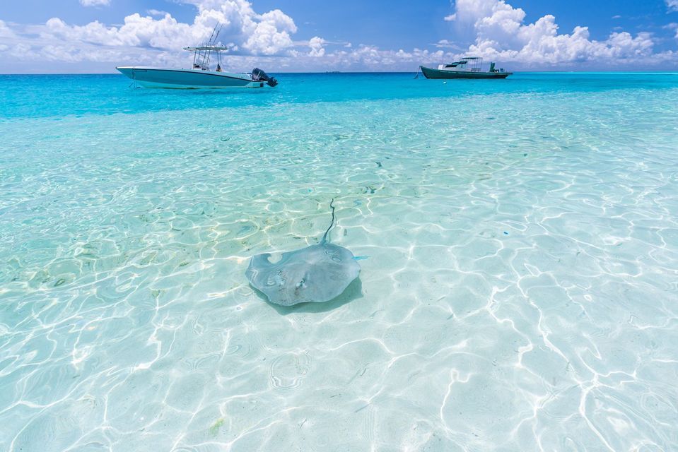 Ein Stachelrochen schwimmt in klarem, flachem türkisfarbenem Wasser, mit zwei Booten, die in der Ferne unter einem teilweise bewölkten Himmel ankern.