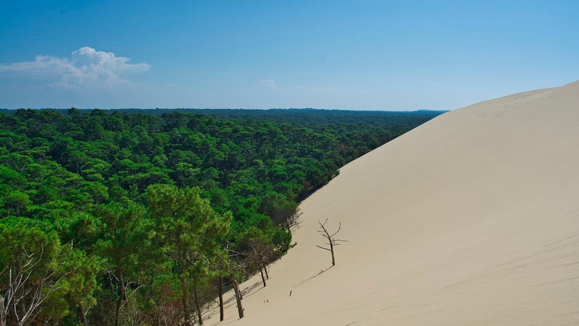 Une grande dune de sable descend en pente, créant une ligne diagonale nette contre une forêt verte dense sous un ciel bleu.