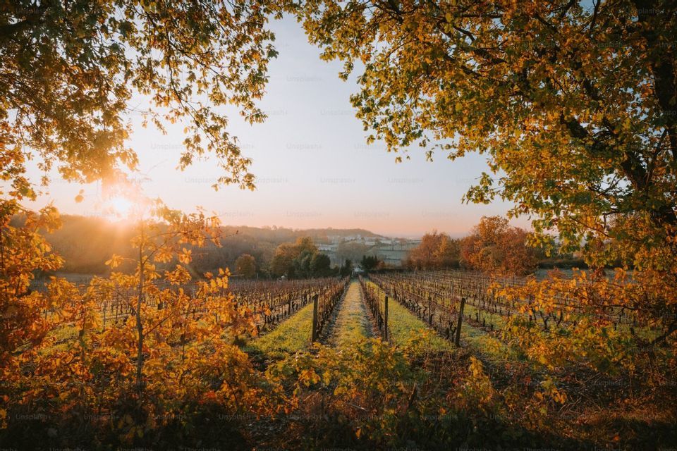 Rangées de vignes dans un vignoble au feuillage doré d'automne au coucher du soleil, encadrées par des branches d'arbres.