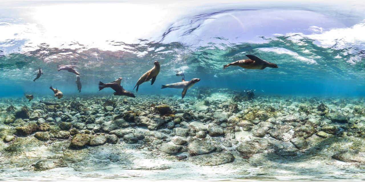 Vue panoramique sous-marine de plusieurs otaries nageant dans des eaux bleues claires au-dessus d'un fond marin rocheux, avec un plongeur au loin.