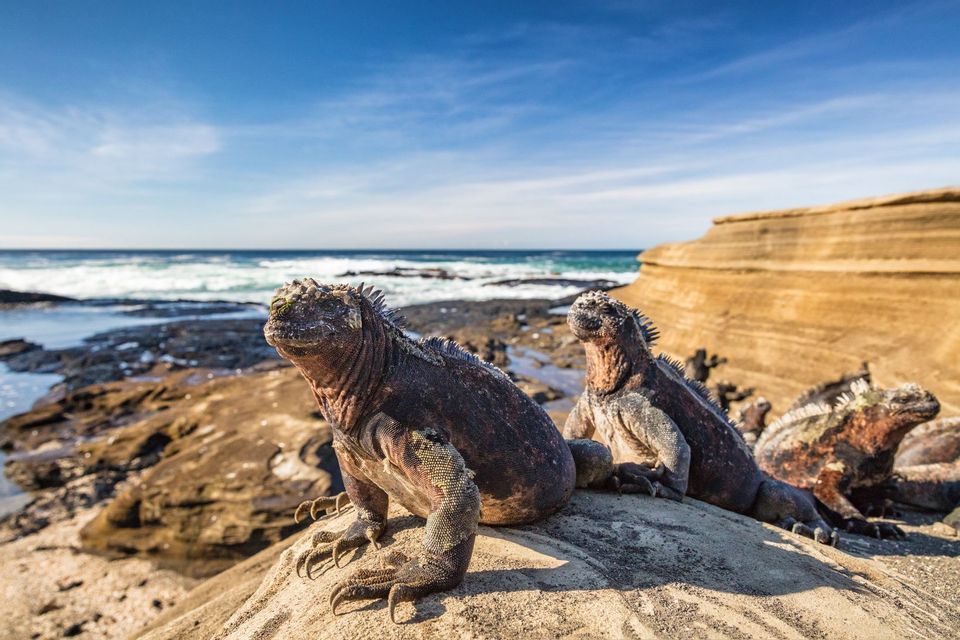 Tres iguanas marinas descansando en una costa rocosa soleada con el océano de fondo bajo un cielo azul.