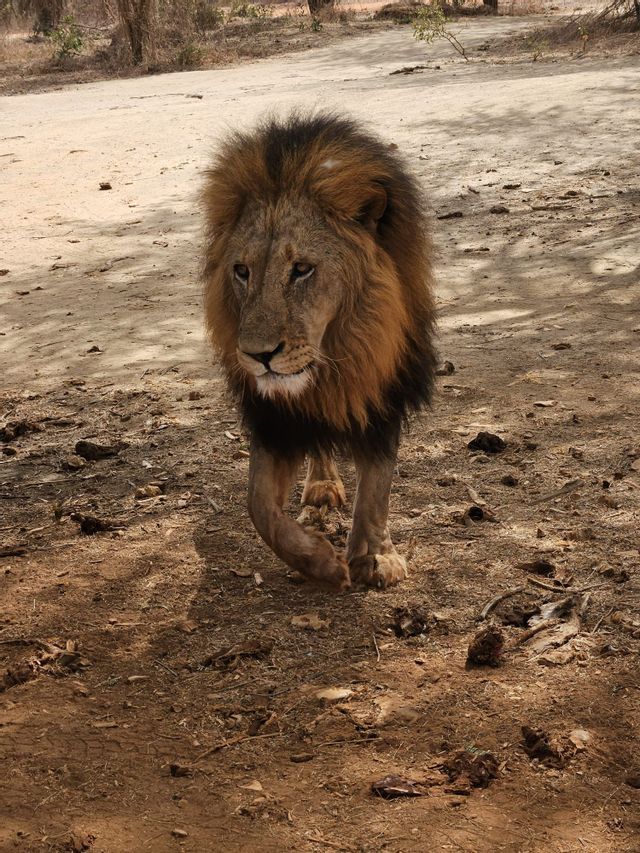 Un león macho con una melena espesa y oscura camina hacia adelante por un camino seco y polvoriento con árboles al fondo.