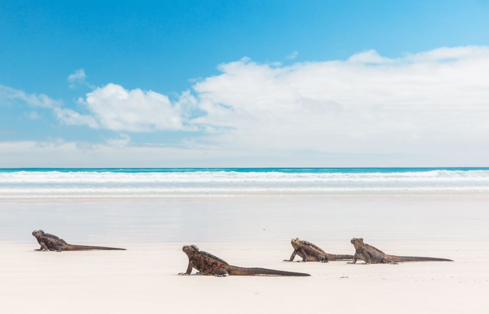 Cuatro iguanas marinas yacen en una playa de arena blanca con suaves olas del océano detrás de ellas bajo un cielo azul.
